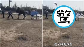 駱駝遭中國景區人員棍棒虐打　淒厲慘叫滿口是血下跪（圖／翻攝自微博）