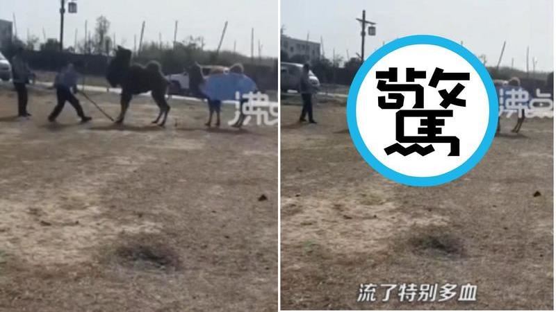 駱駝慘遭虐打…慘叫「滿口血」下跪畫面曝