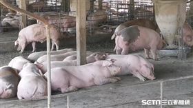 嘉義養豬場(翻攝畫面)