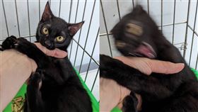 收容所黑貓興奮到模糊！網笑：有阿嬤別養