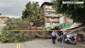 台北市中華路二段路樹倒塌現場。（圖／翻攝畫面）