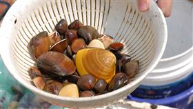 水試所DNA鑑定  發表命名「台灣文蛤」農委會水試所透過DNA鑑定，發現台灣養殖的文蛤其實是台灣原生、未被描述的新種，3月正式在國際期刊發表並命名為「台灣文蛤」。（水試所提供）中央社記者曾以寧傳真  112年4月10日