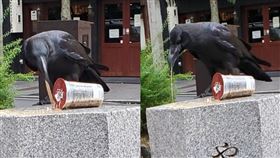 烏鴉,咖啡,嘔吐