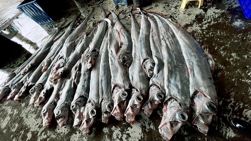 漁民一口氣捕獲50尾地震魚！憂恐有天災