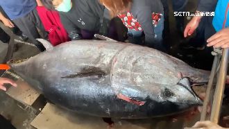 10年來最大尾！今年「蘇澳第一鮪」上岸了