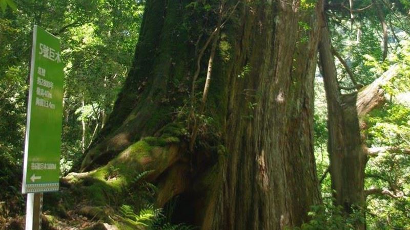 「十大巨木」出爐 拉拉山神木年齡大縮水