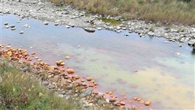 苗栗三灣，中港溪，傾倒強酸汙染，一條魚都沒有，酸臭撲鼻，生態浩劫，桃園芫吉公司(圖／翻攝畫面)