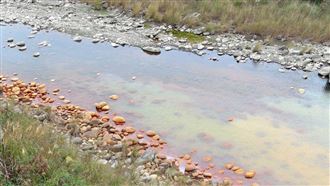 萬噸有毒強酸倒苗栗露營區　3KM不見1條魚