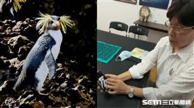 企鵝,眼科,醫師,攝影,拍攝(眼科醫師朱建銘 提供)