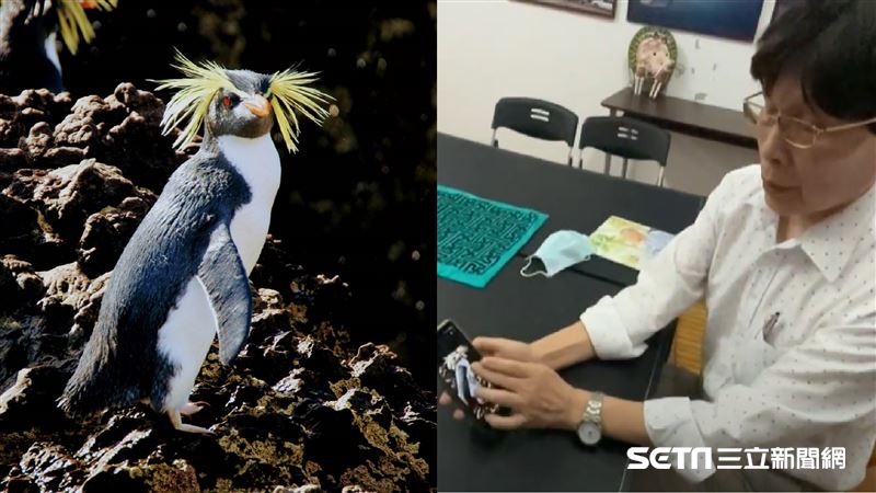 全台首位！醫師漂小島赴南極拍攝18種企鵝
