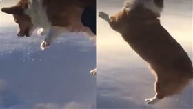 柯基以為被拋出飛機。（圖／翻攝自karmatheecorgi IG）