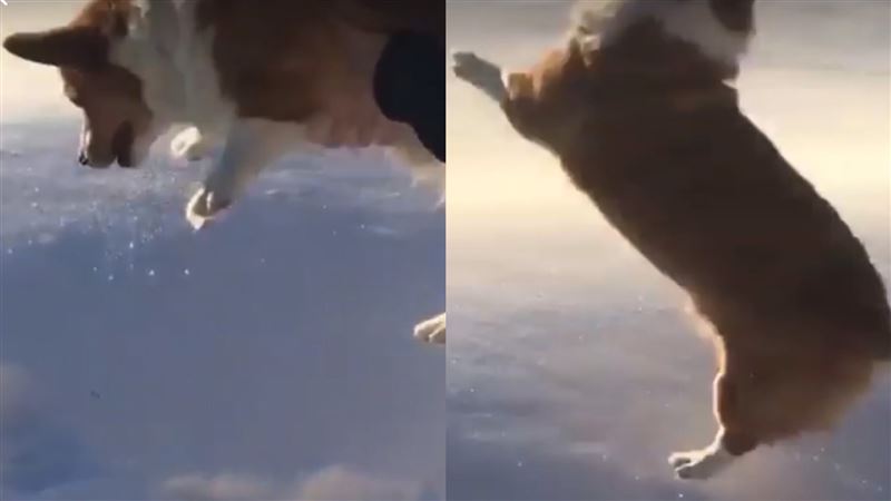 柯基高空落下生還　網一看嚇傻：差點報警