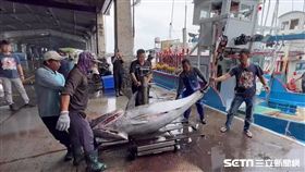 「台東第一鮪」現身！船長樂喊：好彩頭(王浩原攝影)