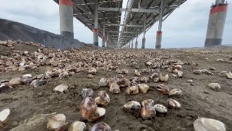 漁電共生害文蛤暴斃？漁民：20年從沒遇過