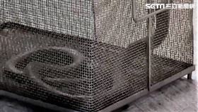 台南,眼鏡蛇,宮廟,咬傷,毒蛇