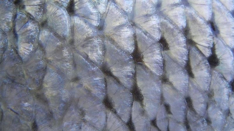 廢料回收成顯學　稻梗、魚鱗、牡蠣殼藏金