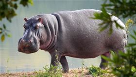 河馬（Pixabay）