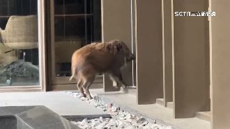 台中市區「驚見山豬」！農業局追查飼主
