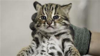 可愛！動物園石虎龍鳳胎寶寶滿月健檢