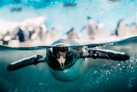 全民普發6000元開跑　屏東海生館獨家推出「迷你解說員親子營」早鳥優惠（業配勿用）