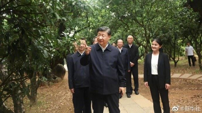 不只螺螄粉！習近平再次化身「荔枝王」