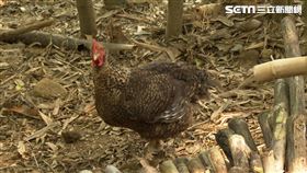 汐止養雞戶。(圖／記者周均庭攝影)