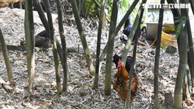 汐止養雞戶。（圖／記者陳韋帆攝影）