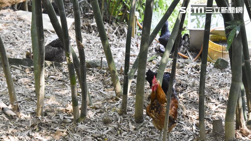 奉「法務部」旨養雞　汐止惡鄰三鬥市府！