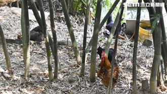 奉「法務部」旨養雞　汐止惡鄰三鬥市府！