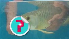 金龍魚（圖／翻攝自微博）