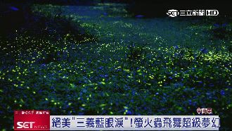 賞螢秘境　奇幻飛舞的三義藍眼淚超迷人