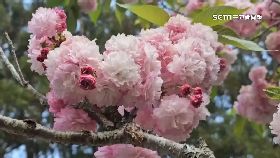 文 桐雪櫻爆發1200