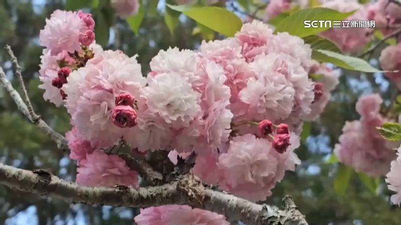 武陵稀有重瓣櫻花綻放　最佳賞花期快看