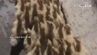 萬丹小鴨摸黑逛大街！ 民眾差點車禍嚇壞