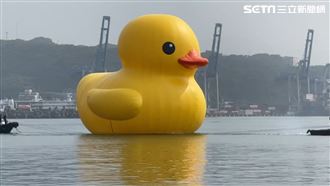 萌萌「黃色小鴨」回來了！快閃現身基隆港