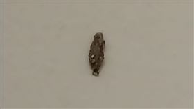 網友紛紛回覆異物其實是一種名為「衣蛾」的蟲類