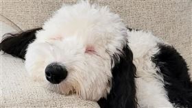 史努比真身就是你？雪亮白毛＋大黑耳　美國牧羊貴賓犬爆紅