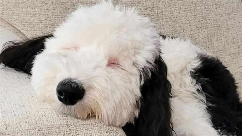 現實版史努比是你 美國牧羊貴賓犬爆紅