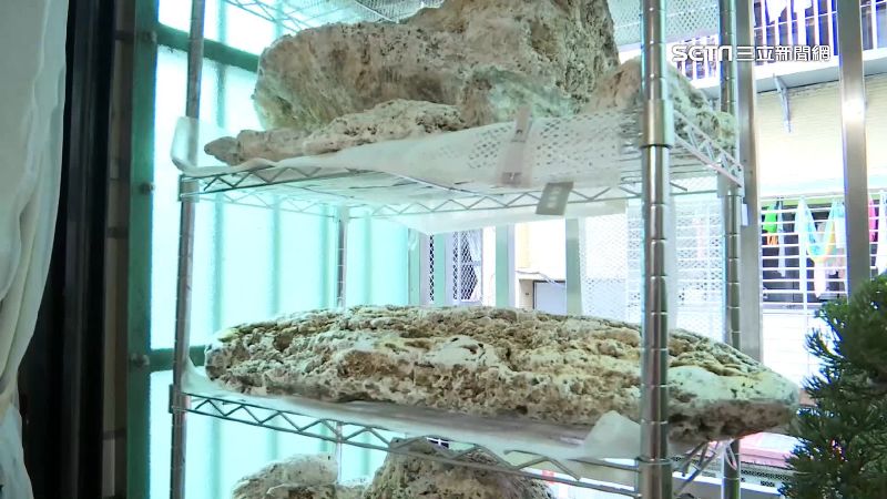 獨／民眾撿400Kg石「若為龍涎香」上看6億