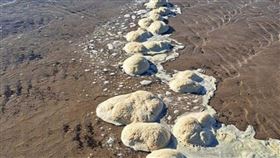 ▲蛾螺卵鞘被海浪沖岸上，酷似人類大腦。（圖／翻攝臉書粉專WalesOnline）