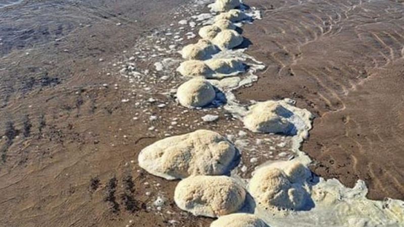 海灘驚見大批白色大腦　民眾憂天有異象