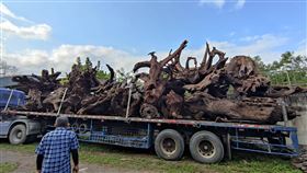 男稱合法購買牛樟木遭扣押 告贏林管處領回花蓮縣富里鄉詹姓男子自稱「合法購買」逾34公噸牛樟木，因檢警疑涉有違反森林法竊取行為查扣，花蓮林管處代管10多年，詹男提告返還木材勝訴確定，14日前往林管處玉里工作站領回。（花蓮林管處提供）中央社記者張祈傳真  112年4月14日