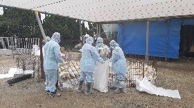 彰化竹塘肉鴨場染禽流感  撲殺消毒