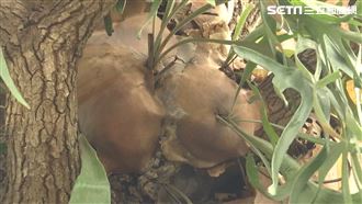 鹿角蕨最夯品種　養成價值一輛國產車