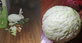 西瓜,高麗菜,微博,兔子,寵物　（圖／翻攝自微博）