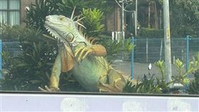 新北「巨無霸綠鬣蜥」逃竄！　畫面曝光全場嚇壞