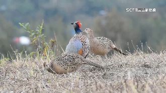 以為小孩還在！鳥媽媽回火場孵「熟鳥蛋」