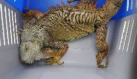 新北動保處捕獲綠鬣蜥