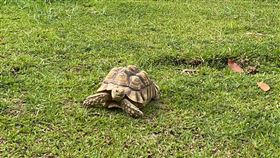 蘇卡達象龜走失  飼主報警尋回（1）高雄一名女子飼養一隻蘇卡達象龜，8日外出散步時不慎走失，隨即報警協尋。警方調閱監視器找到拾獲象龜民眾王姓男子，王男14日接到消息，當晚即將烏龜帶到派出所，讓女子和愛龜團圓。（讀者提供）中央社記者林巧璉傳真  112年4月16日