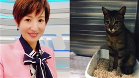 貓咪「走失逾2個月」回來了！主播夏嘉璐曝原因：尪成孩子們的英雄。（圖／翻攝自夏嘉璐臉書）